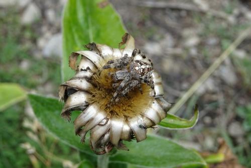Araneus diadematus